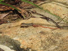 Aspidoscelis motaguae