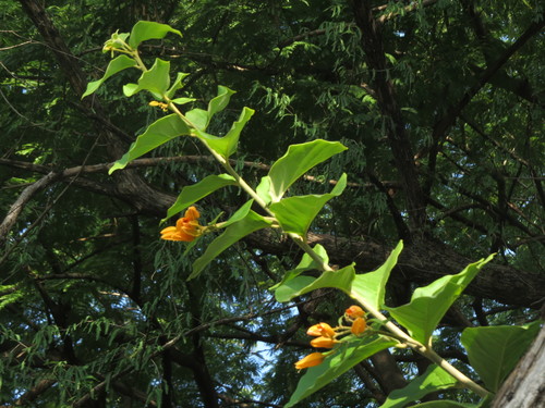 Image of Juanulloa mexicana by (c) Francisco Emilio Roldán Velasco, some rights reserved (CC BY)