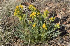 Packera tridenticulata