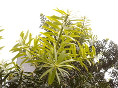 Podocarpus oleifolius