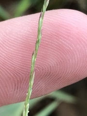 Muhlenbergia bushii