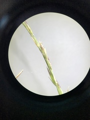 Muhlenbergia bushii