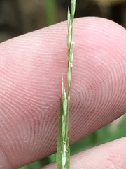 Muhlenbergia bushii