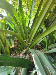 Pandanus dubius