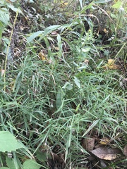 Muhlenbergia bushii