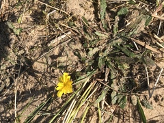 Leontodon saxatilis saxatilis