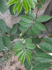 Senna neglecta
