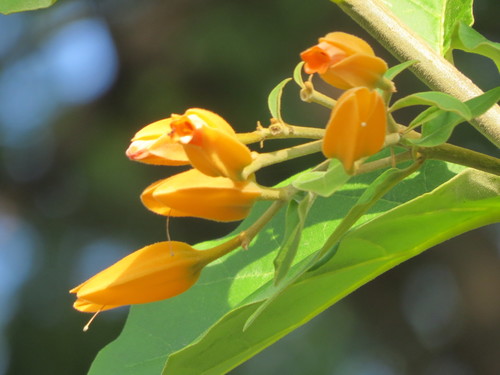 Image of Juanulloa mexicana by (c) Francisco Emilio Roldán Velasco, some rights reserved (CC BY)