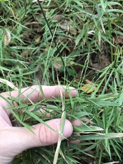 Muhlenbergia bushii