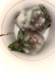 Botrytis