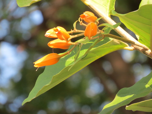 Image of Juanulloa mexicana by (c) Francisco Emilio Roldán Velasco, some rights reserved (CC BY)