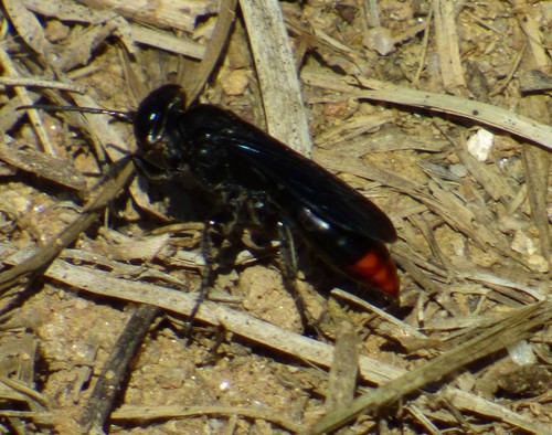 Larra analis