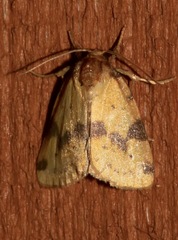 Azenia obtusa