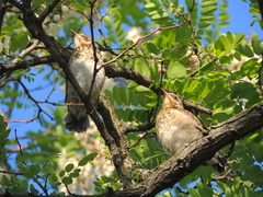 Turdus pilaris