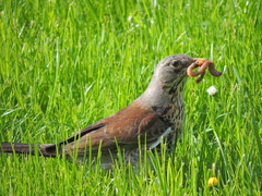 Turdus pilaris