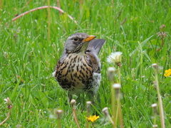 Turdus pilaris