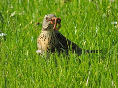 Turdus pilaris