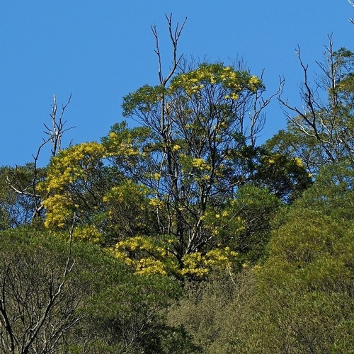 Image of Acacia silvestris by (c) Max Campbell, some rights reserved (CC BY)