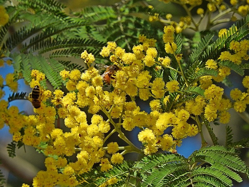Acacia silvestris