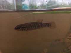 Umbra limi