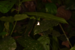 Micrathena plana