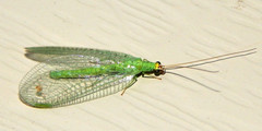 Chrysopa oculata