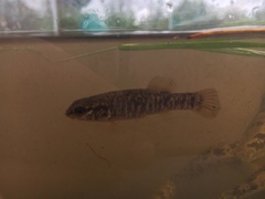 Umbra limi