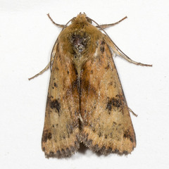 Heliothis acesias