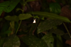 Micrathena plana
