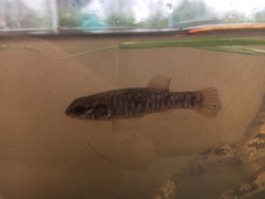Umbra limi