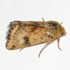 Heliothis acesias