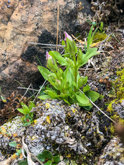 Gentianella propinqua