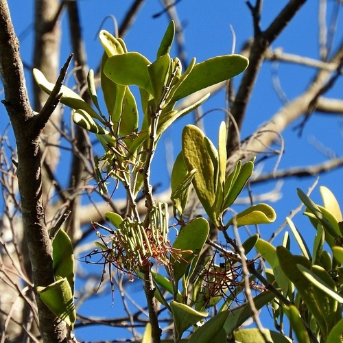 Amyema congener (Amyema congener)