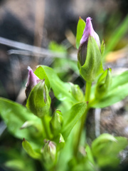Gentianella propinqua