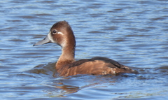 Netta erythrophthalma