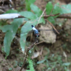 Brachydiplax farinosa