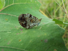 Phyciodes phaon