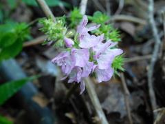 Stachys globosa