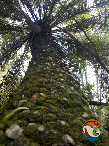 Cycad (Dioon purpusii)