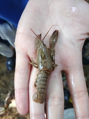 Austropotamobius torrentium