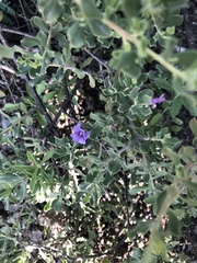 Leucophyllum langmaniae