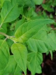 Clinopodium macrostemum