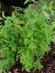 Clinopodium macrostemum