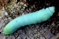 Callosamia angulifera