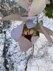 Protea recondita