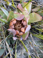 Protea recondita