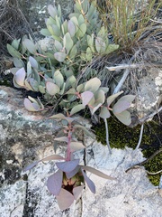 Protea recondita