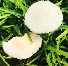 Flavoagaricus