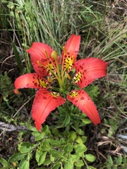 Lilium catesbaei image