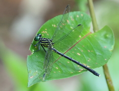 Leptogomphus divaricatus